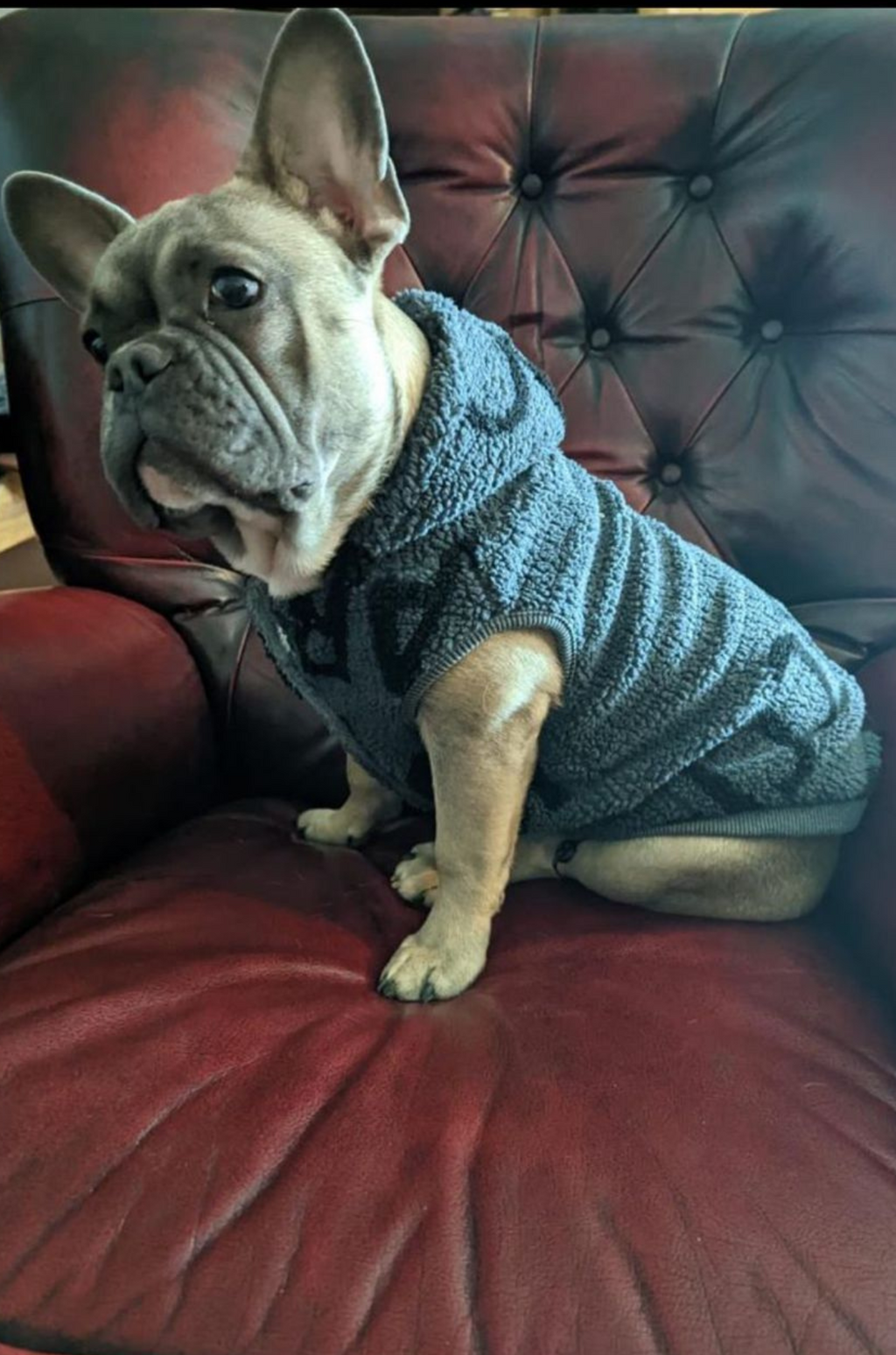 Carlo Colucci Dogs Vest Grey